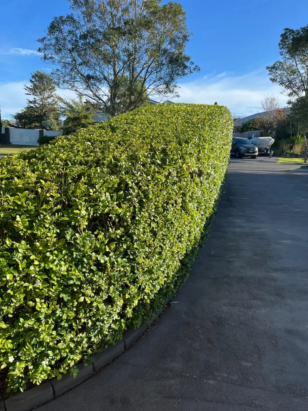 Privacy hedge trimming Maitland