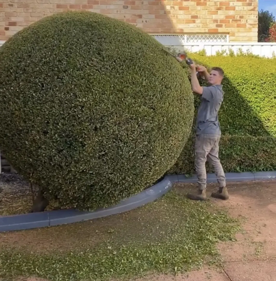 Hedging & Pruning in Maitland NSW